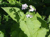 lunaria-redivida.JPG