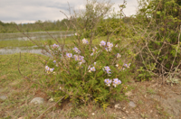 Hibiscus-syriacus.jpg