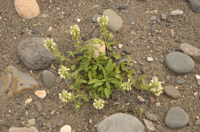 Stachys-maritima1.jpg