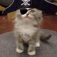 pirate-cat.jpg