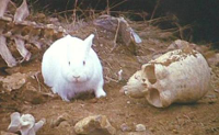 The_Rabbit_of_Caerbannog.jpg