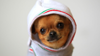 animals-dogs-funny-chihuahua-1920x1080-wallpaper.jpg