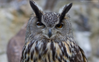 owl-1280x800-cute-animals-funny-4775.jpg