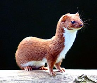275px-Mustela_nivalis_-British_Wildlife_Centre-4.jpg