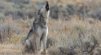 gray-wolf-joan-poor-dpc.jpg