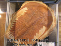 trilobit-gigantskiy-slide_3.jpg