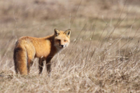 3-29-13-red-fox-img_42391.jpg