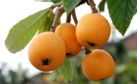 Benefits-Of-Loquat.jpg