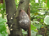 Theobroma-cacao-(4).JPG