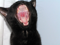 yawningcat.jpeg