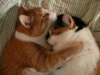 cats-hugging-source.jpg