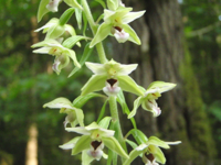 Epipactis-helleborine-(1).JPG