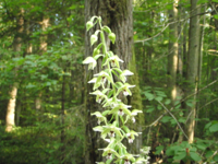 Epipactis-helleborine-(5).JPG