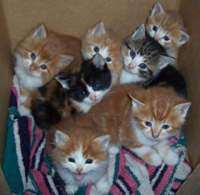 litter-of-kittens.jpg