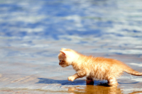 beach-cat-cute-kitten-orange-Favim.com-453529.jpg