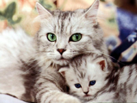 baby-animals-cat-with-her-164576.jpg