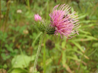 Cirsium-palustre-(3).JPG