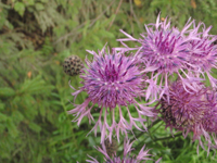 Centaurea-scabiosa-(1).JPG