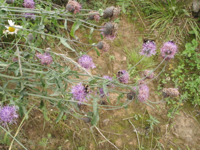 Cirsium-setosum.JPG