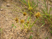 Carex-bohemica.JPG