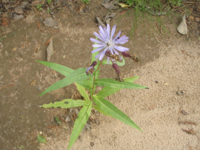 Lactuca-tatarica.JPG