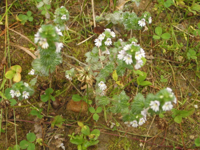 Euphrasia-(1).JPG