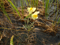 Linaria-vulgaris.JPG