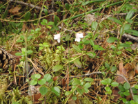 Linnaea-borealis-(3).JPG