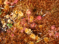 Drosera-rotundifolia.JPG