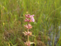 Stachys-palustris-(2).JPG