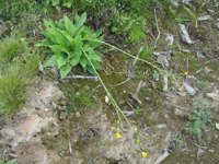 Hieracium-subpellucidum.JPG