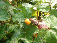 Rubus-chamaemorus.JPG