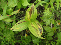 Veratrum-lobelianum.JPG