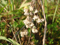 Antennaria-dioica-(2).JPG