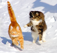 snow-cats.jpg