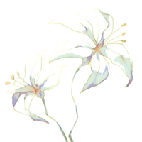 lilies.jpg