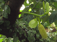 artocarpus-integrifolia.JPG