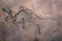 dinosaur2-b-7433.jpg