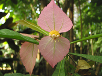 dalechampia-noezliana.JPG