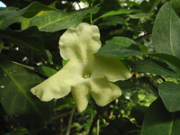 Brunfelsia-nitida.JPG