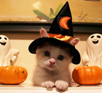 15-hilarious-cats-in-costumes-kitten-witch.jpg