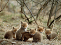 fox-cubs.jpg