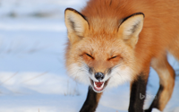 Foxes_Winter_436526.jpg