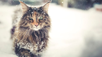 winter-grooming-cats-3-1.jpg