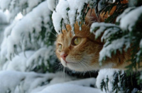 winter-cat-001.jpg