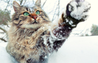 outdoor-cats-winter.jpg