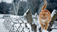 winter-cat-desktop-background.jpg