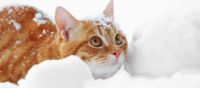 Orange-cat-in-snow-760x335.jpg