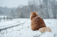 600px-cat-waiting-by-driveway.jpg