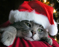 christmas_cat.jpg